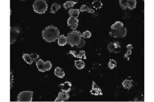 Immunofluorescence (IF) image for anti-Dual Specificity Phosphatase 15 (DUSP15) (Middle Region) antibody (ABIN2790758)