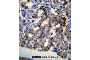C10orf2 Antibody (C-term) immunohistochemistry analysis in formalin fixed and paraffin embedded human pancreas tissue followed by peroxidase conjugation of the secondary antibody and DAB staining.