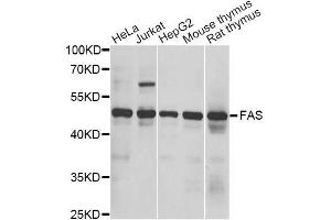 Western blot analysis of extracts of various cell lines, using FAS antibody.