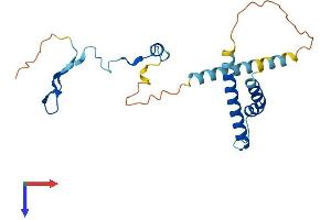 AlphaFold protein structure predicition of Human Recombinant PYM1 Protein, UniprotID Q9BRP8