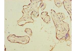 Immunohistochemistry of paraffin-embedded human placenta tissue using ABIN7164235 at dilution of 1:100 (PSG3 anticorps  (AA 35-310))