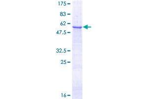 Image no. 1 for Low Density Lipoprotein Receptor-Related Protein 1 (LRP1) (AA 1-292) protein (GST tag) (ABIN1309728)