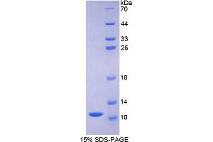 SDS-PAGE analysis of Pig Defensin beta 1 Protein. (beta Defensin 1 Protéine)