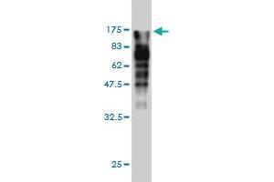 Western Blot detection against Immunogen (123.