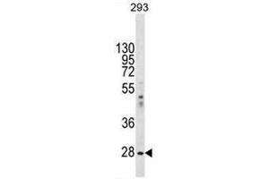 EIF2B1 Antibody (Center) western blot analysis in 293 cell line lysates (35µg/lane). (EIF2B1 anticorps  (Middle Region))