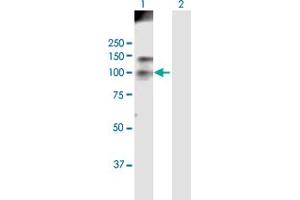 Western Blot analysis of HDAC4 expression in transfected 293T cell line by HDAC4 MaxPab polyclonal antibody. (HDAC4 anticorps  (AA 1-972))