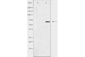 Western blot analysis of extracts from HepG2 cells using YAP antibody. (YAP1 anticorps  (Internal Region))