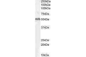 ABIN185607 (1µg/ml) staining of MOLT4 lysate (35µg protein in RIPA buffer). (LEF1 anticorps  (Internal Region))