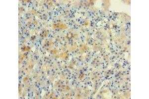 Immunohistochemistry of paraffin-embedded human adrenal gland tissue using ABIN7161819 at dilution of 1:100 (NUP153 anticorps  (AA 657-880))