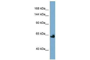 Klotho antibody used at 1 ug/ml to detect target protein. (Klotho anticorps  (Middle Region))