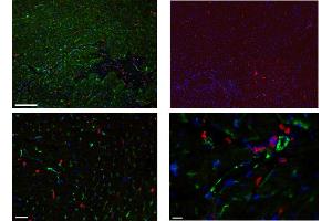Immunofluorescence detection of endogenous LYVE-1 on rat microvessles using anti-LYVE-1, pAb  (revealed in red) and nuclear stain in blue (right image). (LYVE1 anticorps  (AA 24-228))