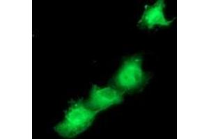Anti-SMS mouse monoclonal antibody (ABIN2454721) immunofluorescent staining of COS7 cells transiently transfected by pCMV6-ENTRY SMS (RC200619). (SMS anticorps)