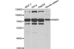 Western blot analysis of extracts of various cell lines, using RARS antibody. (RARS anticorps)