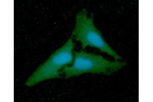 Immunofluorescence (IF) image for anti-N-Acetylneuraminic Acid Synthase (NANS) (AA 1-359) antibody (ABIN5776043)