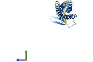 AlphaFold protein structure predicition of Human Recombinant CLDN5 Protein, UniprotID O00501