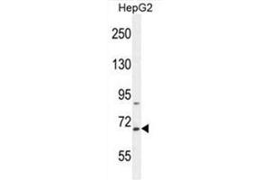BUD13 Antibody (C-term) western blot analysis in HepG2 cell line lysates (35µg/lane). (BUD13 anticorps  (C-Term))