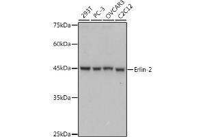 Western blot analysis of extracts of various cell lines, using Erlin-2 antibody (ABIN7267006) at 1:1000 dilution. (ERLIN2 anticorps)