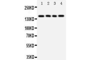 Western Blotting (WB) image for anti-Tenascin R (Restrictin, Janusin) (TNR) (AA 104-117), (N-Term) antibody (ABIN3044266) (Tenascin R anticorps  (N-Term))