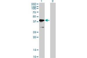 Western Blot analysis of MKRN2 expression in transfected 293T cell line by MKRN2 MaxPab polyclonal antibody. (MKRN2 anticorps  (AA 1-416))
