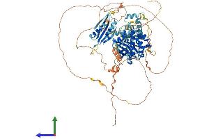 AlphaFold protein structure predicition of Human Recombinant BRSK1 Protein, UniprotID Q8TDC3