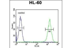 ZNF30 Antibody (N-term) (ABIN654563 and ABIN2844269) flow cytometric analysis of HL-60 cells (right histogram) compared to a negative control cell (left histogram). (ZFP30 anticorps  (N-Term))