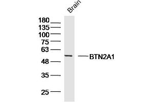 Mouse brain cell lysates probed with BTN2A1 Polyclonal Antibody, Unconjugated (bs-20473R) at 1:300 overnight at 4˚C. (BTN2A1 anticorps  (AA 101-200))
