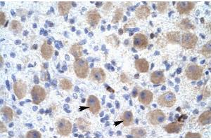 Rabbit Anti-OR13C9 Antibody Catalog Number: ARP31898 Paraffin Embedded Tissue: Human Brain Cellular Data: Neural Cells Antibody Concentration: 4. (OR13C9 anticorps  (Middle Region))