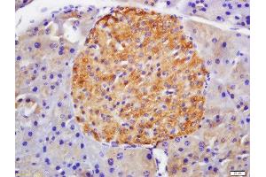 Formalin-fixed and paraffin embedded mouse pancreas labeled with Anti-GLP-1R Polyclonal Antibody, Unconjugated  at 1:200 followed by conjugation to the secondary antibody and DAB staining (GLP1R anticorps  (AA 101-200))