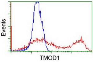 HEK293T cells transfected with either RC201134 overexpress plasmid (Red) or empty vector control plasmid (Blue) were immunostained by anti-TMOD1 antibody (ABIN2454778), and then analyzed by flow cytometry. (Tropomodulin 1 anticorps)