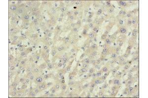 Immunohistochemistry of paraffin-embedded mouse liver tissue using ABIN7149458 at dilution of 1:50 (BDH1 anticorps  (AA 47-343))