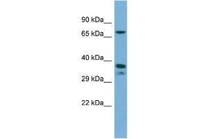 Host:  Rabbit  Target Name:  NR2E1  Sample Type:  THP-1 Whole cell lysates  Antibody Dilution:  1. (NR2E1 anticorps  (C-Term))