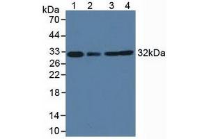 Western blot analysis of (1) Cow Heart Tissue, (2) Cow Liver Tissue, (3) Human HeLa cells and (4) Human K-562 Cells. (C1QBP anticorps  (AA 71-278))