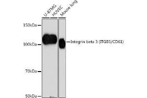 Western blot analysis of extracts of various cell lines, using Integrin beta 3 (ITGB3/CD61) (ITGB3/CD61) antibody (ABIN7267928) at 1:1000 dilution. (Integrin beta 3 anticorps)