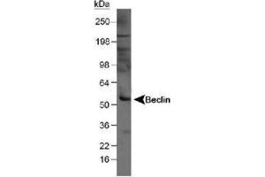 Image no. 3 for anti-Beclin 1, Autophagy Related (BECN1) antibody (ABIN363435) (Beclin 1 anticorps)