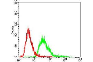 Flow cytometric analysis of A549 cells using SERPINA3 mouse mAb (green) and negative control (red).