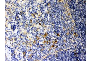 Anti- Galectin3 Picoband antibody, IHC(P) IHC(P): Mouse Spleen Tissue (Galectin 3 anticorps  (AA 153-264))