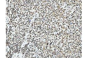 IHC analysis of PC4/SUB1 using anti-PC4/SUB1 antibody (ABIN7602185). (SUB1 anticorps  (AA 62-127))