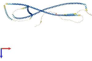 AlphaFold protein structure predicition of Human Recombinant CCHCR1 Protein, UniprotID Q8TD31