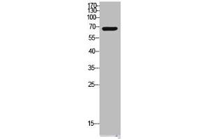 Western Blot analysis of VEC cells using Cox-2 Polyclonal Antibody