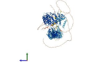 AlphaFold protein structure predicition of Human Recombinant SYMPK Protein, UniprotID Q92797