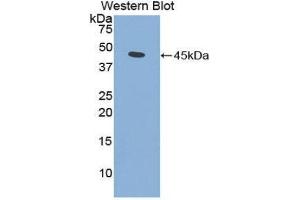 Western Blotting (WB) image for anti-Fibroblast Growth Factor 7 (FGF7) (AA 32-194) antibody (ABIN3208197) (FGF7 anticorps  (AA 32-194))