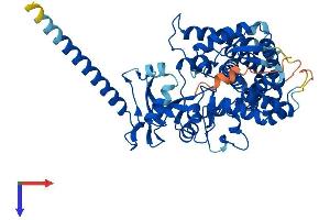 AlphaFold protein structure predicition of Mouse Recombinant Cyp26b1 Protein, UniprotID Q811W2