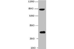 All lanes: Mouse anti-TGM2 Monoclonal antibody at 1 μg/mL Lane 1 : A549 whole cell lysate Secondary Goat polyclonal to Mouse IgG at 1/5000 dilution Predicted band size :77kd Observed band size :77,62,39KD Additional bands at :30kd (Transglutaminase 2 anticorps)
