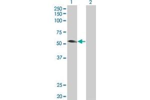 Western Blot analysis of TRIM31 expression in transfected 293T cell line by TRIM31 MaxPab polyclonal antibody. (TRIM31 anticorps  (AA 1-425))