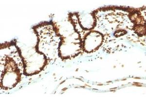 Image no. 4 for anti-Nuclear Antigen antibody (ABIN6190865) (Nuclear Antigen anticorps)