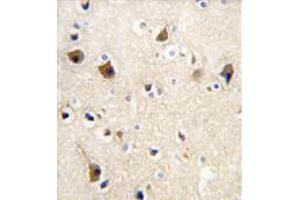 Image no. 3 for anti-Calmodulin 1 (Calm1) (C-Term) antibody (ABIN357122)