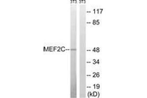 Western blot analysis of extracts from NIH-3T3 cells, treated with starved 24h, using MEF2C (Ab-396) Antibody. (MEF2C anticorps  (AA 362-411))