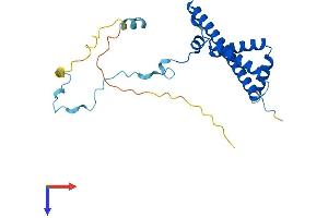 AlphaFold protein structure predicition of Mouse Recombinant Rrp36 Protein, UniprotID Q3UFY0