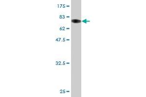 Western Blot detection against Immunogen (74.