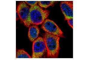 ICC/IF Image Confocal immunofluorescence analysis (Olympus FV10i) of paraformaldehyde-fixed A431, using PSKH1, antibody (Green) at 1:500 dilution.